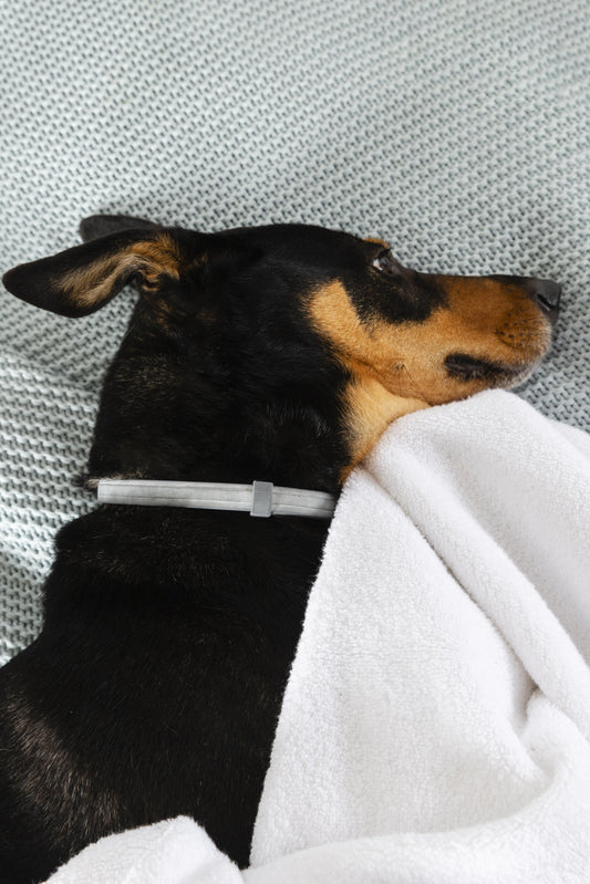 昆蟲蛋白狗飼料適合腸胃敏感狗狗