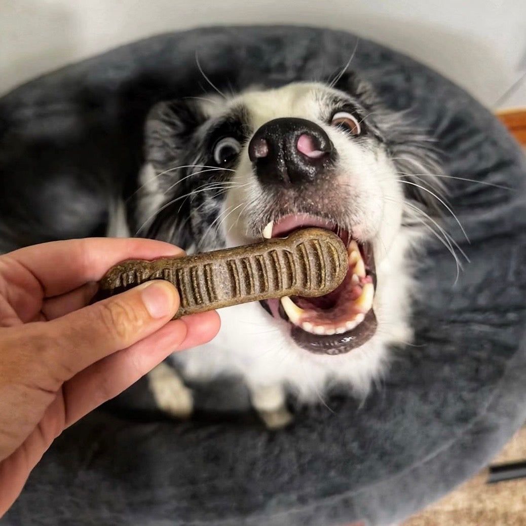 【Jiminy′s 吉米尼】改善口臭、牙齒保健 | 低敏狗潔牙棒潔牙骨 | 黑水虻潔牙咀嚼棒