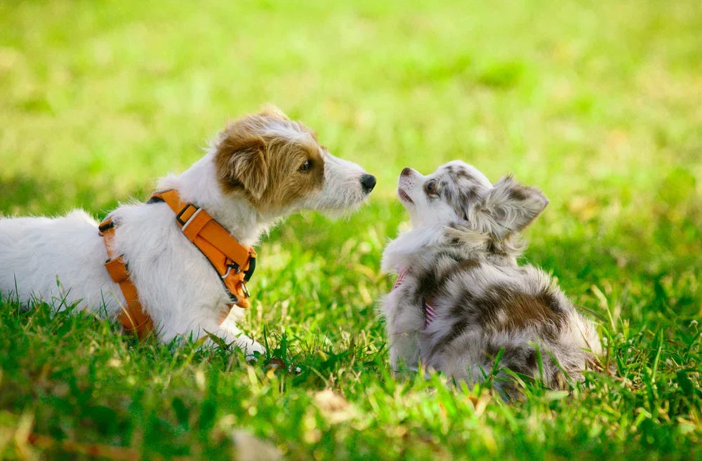 黑水虻蛋白萃取物研究顯示的犬類免疫細胞激素調節示意圖