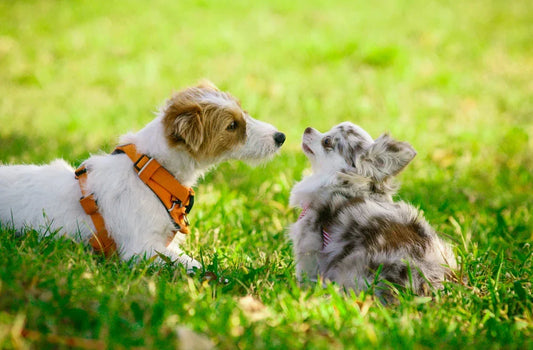 黑水虻蛋白萃取物研究顯示的犬類免疫細胞激素調節示意圖