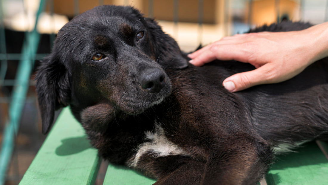 狗狗胃扭轉症狀有哪些？飼主必知的緊急警訊、高風險犬種與預防方法