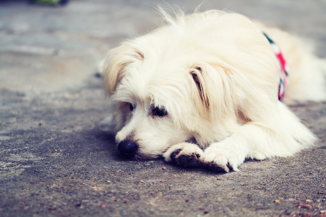 犬組織細胞肉瘤症狀,組織細胞肉瘤和組織細胞瘤是一樣的嗎？