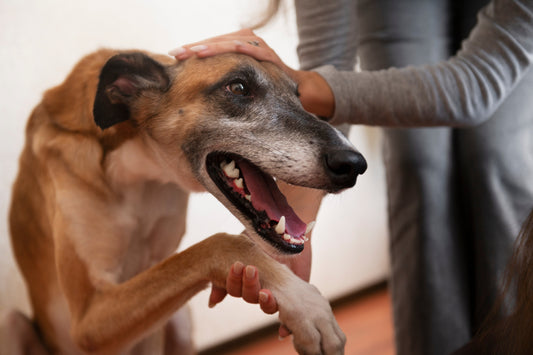 狗狗的安定訊號是什麼？飼主必懂的毛孩身體語言全解析