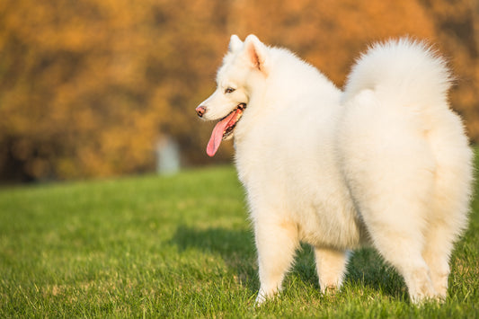 狂犬病疫苗,狂犬病症狀