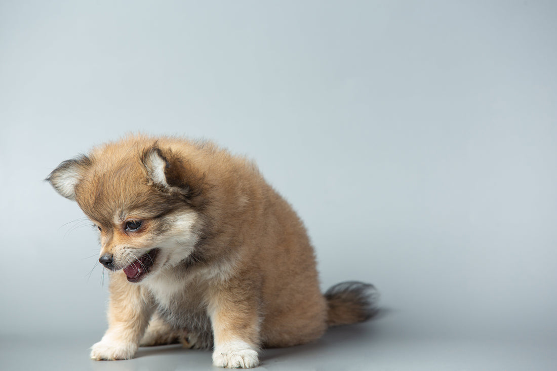 犬小病毒是什麼,新手養狗須知,狗狗得了犬小病毒怎麼辦