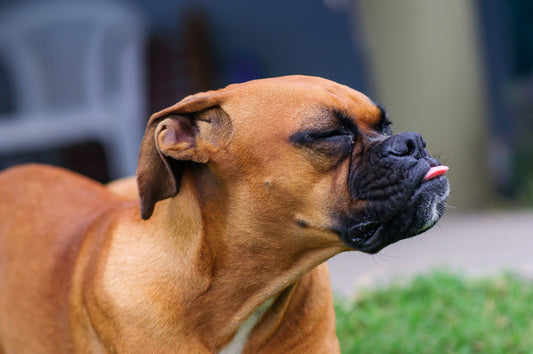 15個狗狗冷知識大公開｜連老飼主都可能不知道的犬科秘密