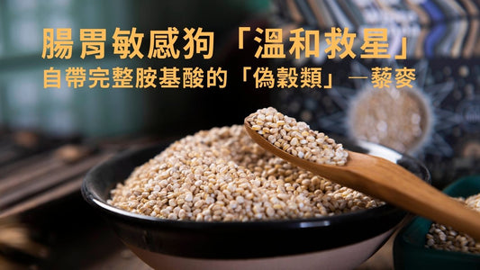 藜麥 (Quinoa) 在狗糧中的角色與營養價值說明